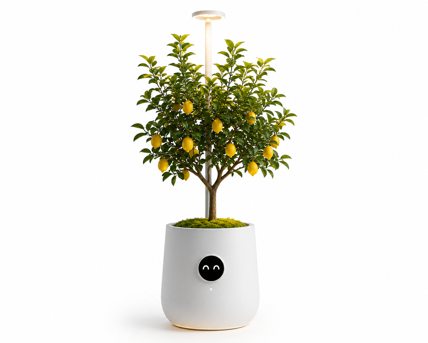 White VERDI planter with a lemon tree and overhead light element on a bright background.